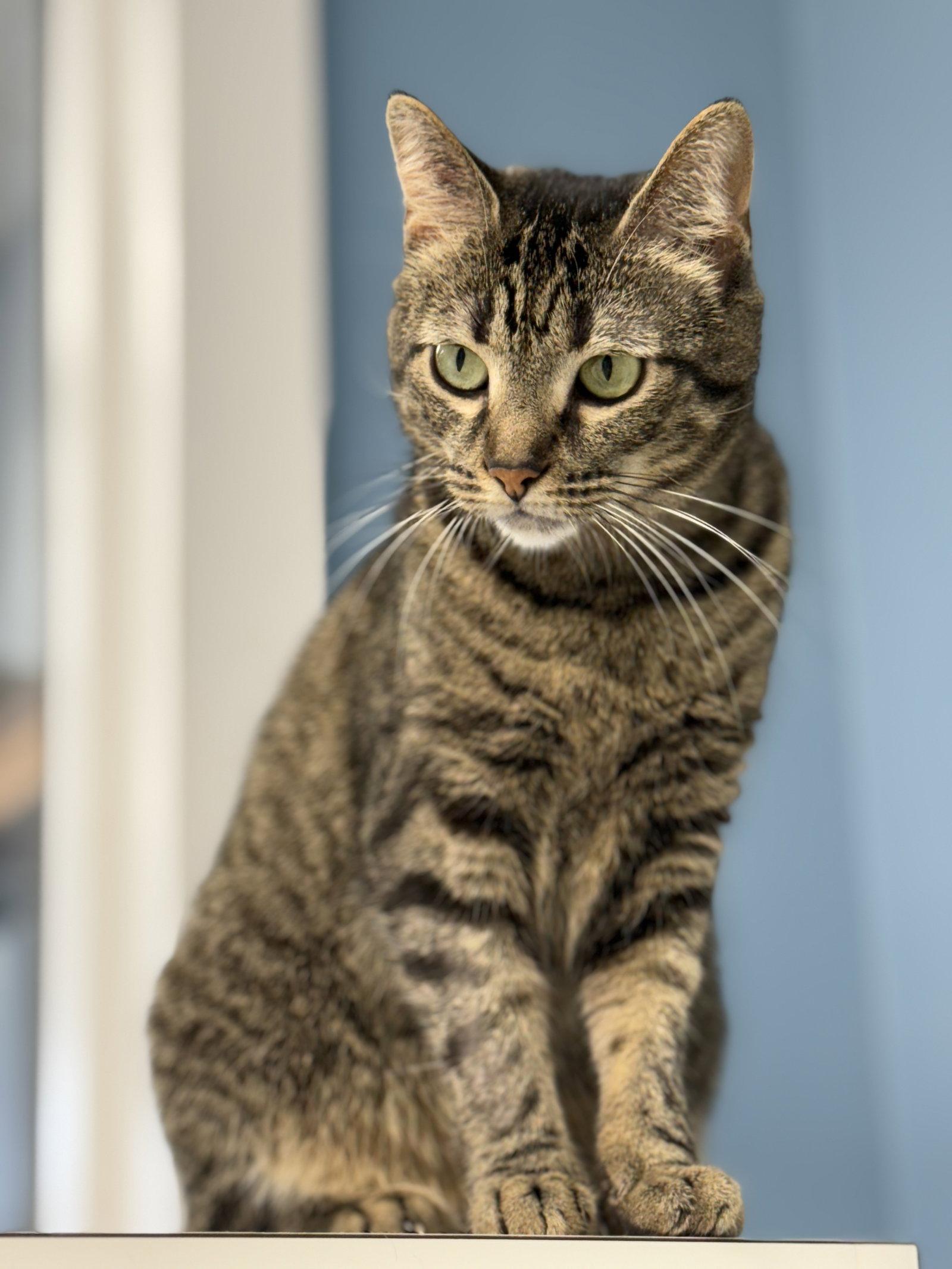 Gertie, a Adoptable mixed breed in Georgetown, KY image 2/3