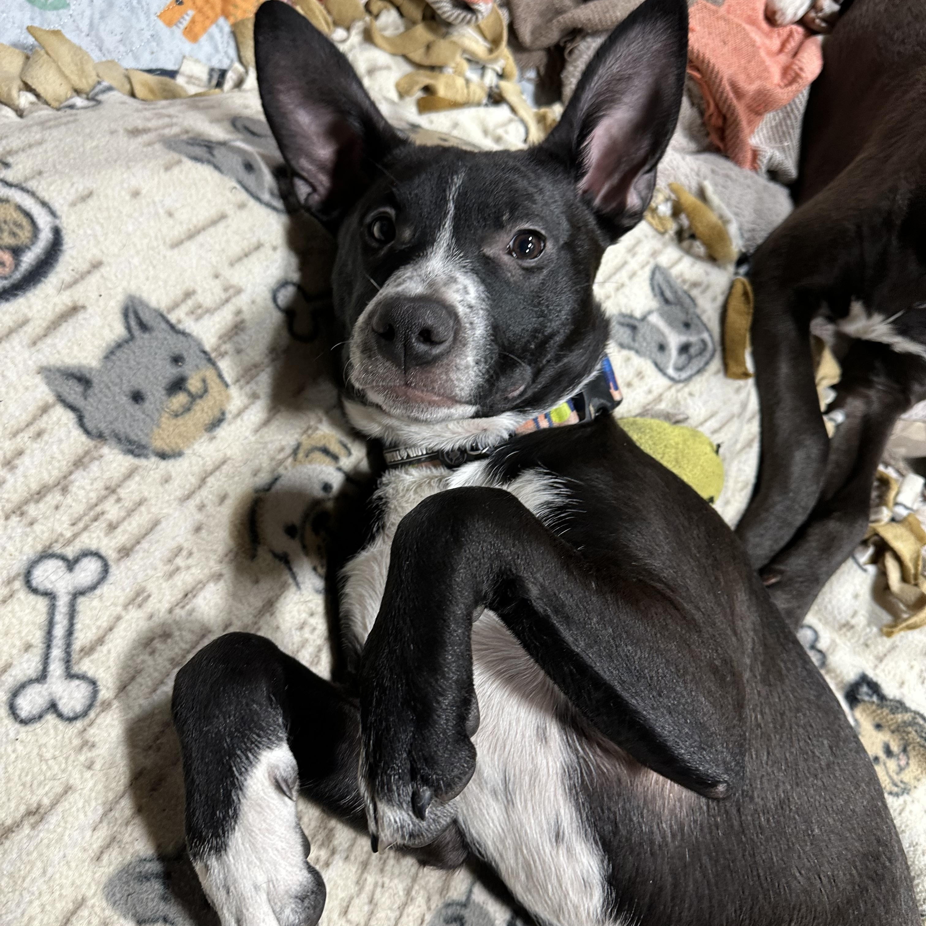 Enlarge Raven, a Adoptable mixed breed in Sammamish, WA image 2/5