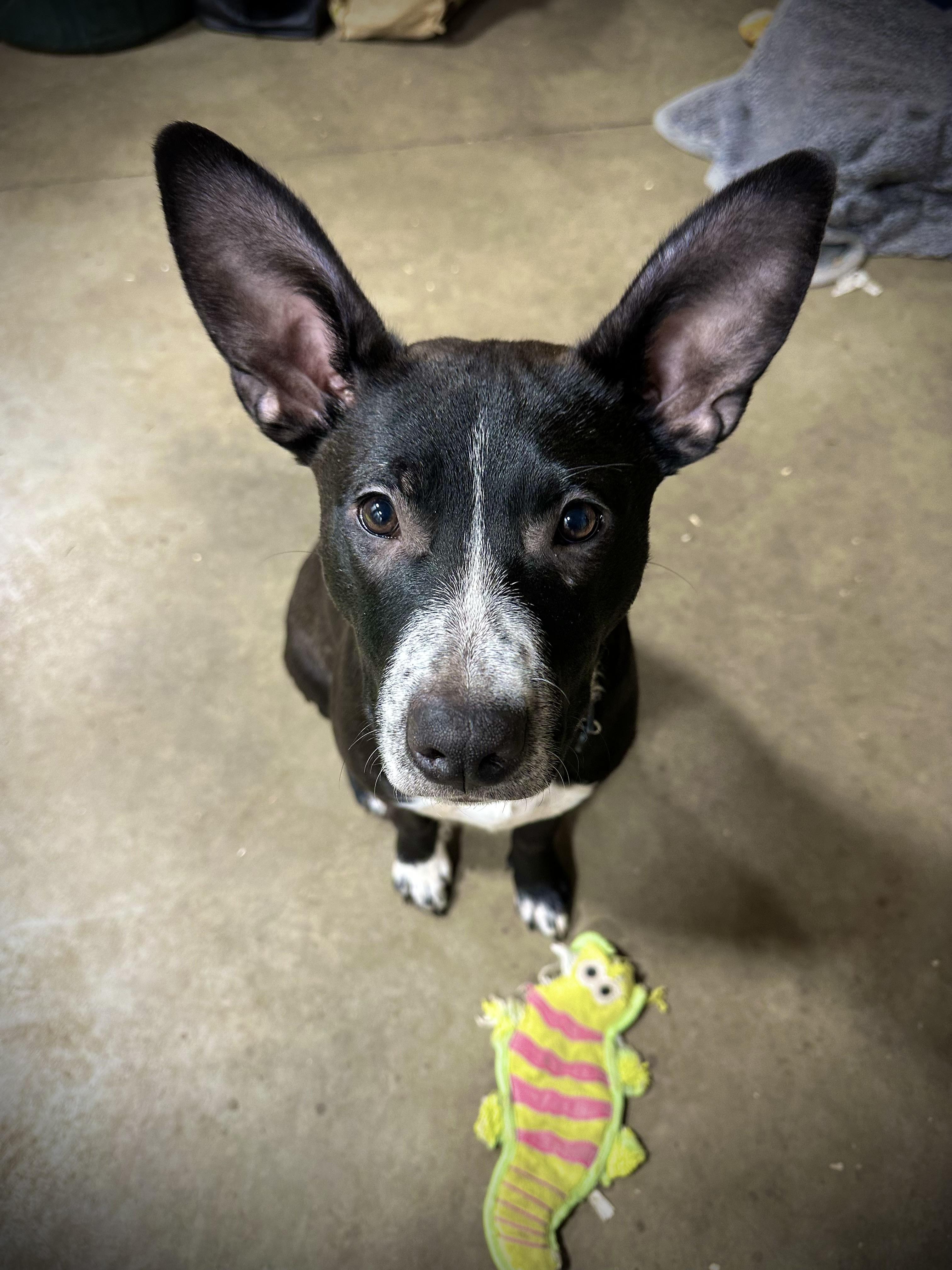 Enlarge Raven, a Adoptable mixed breed in Sammamish, WA image 3/5