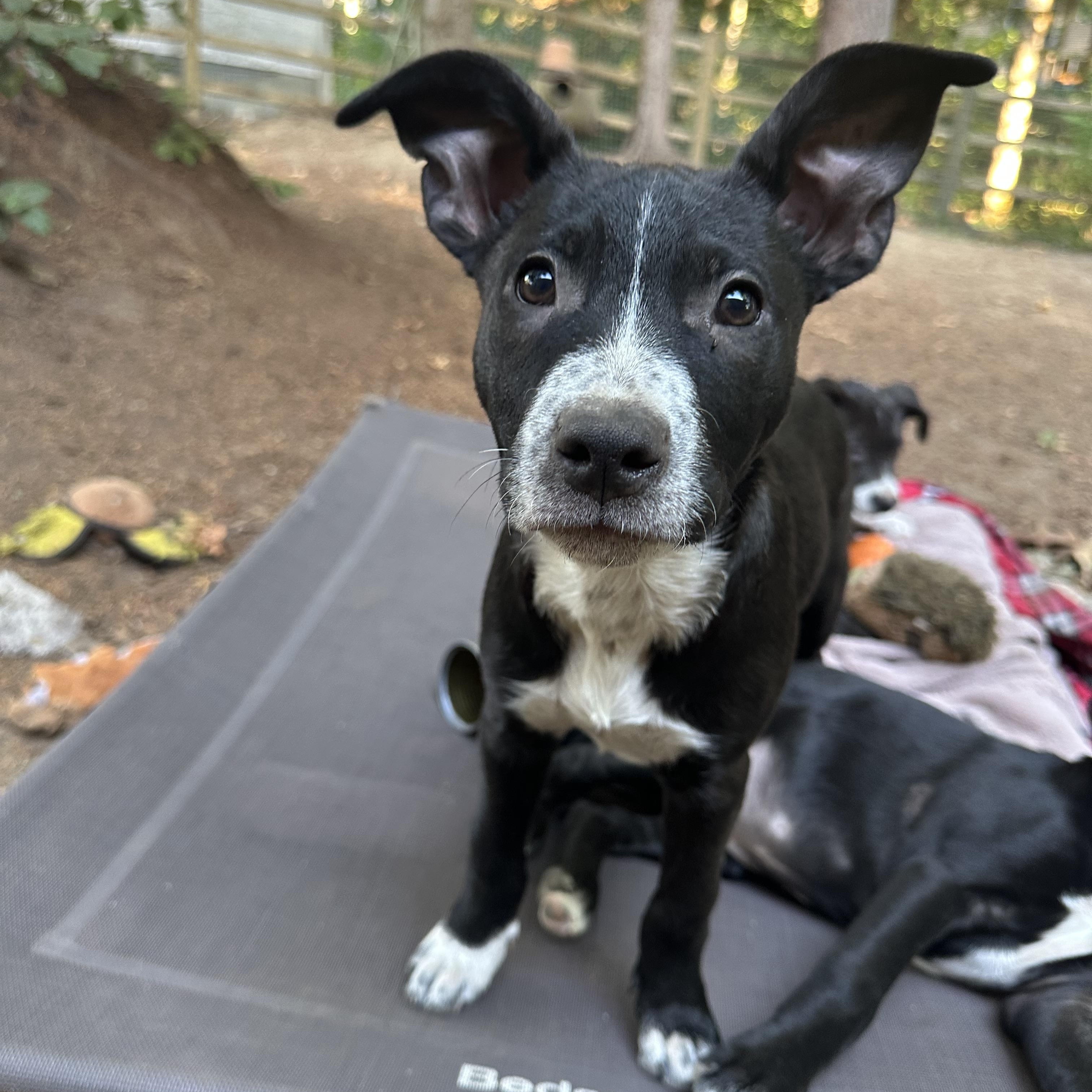 Raven, Adoptable, Puppy Female Mixed Breed.