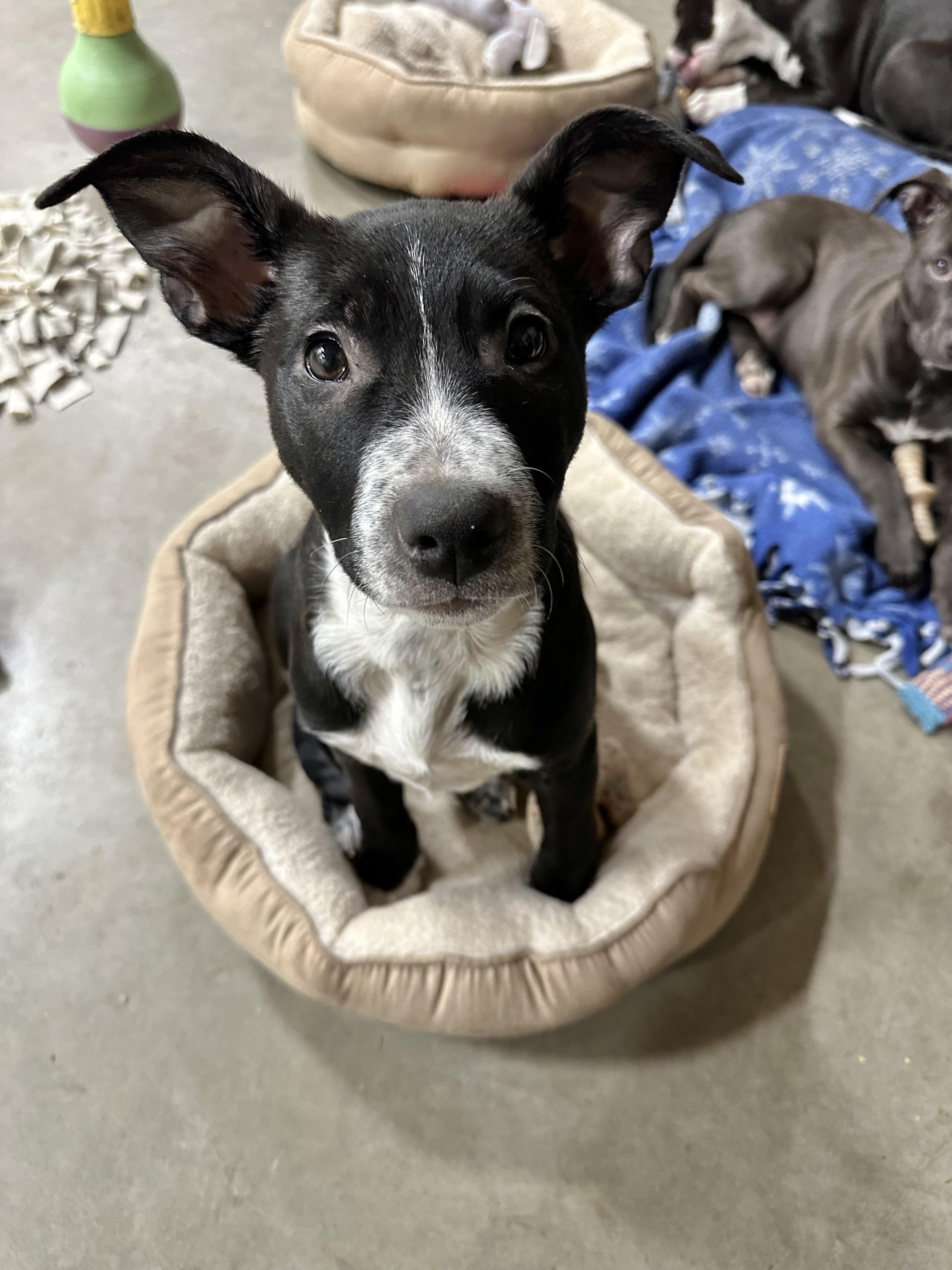 Raven, a Adoptable mixed breed in Sammamish, WA image 3/5