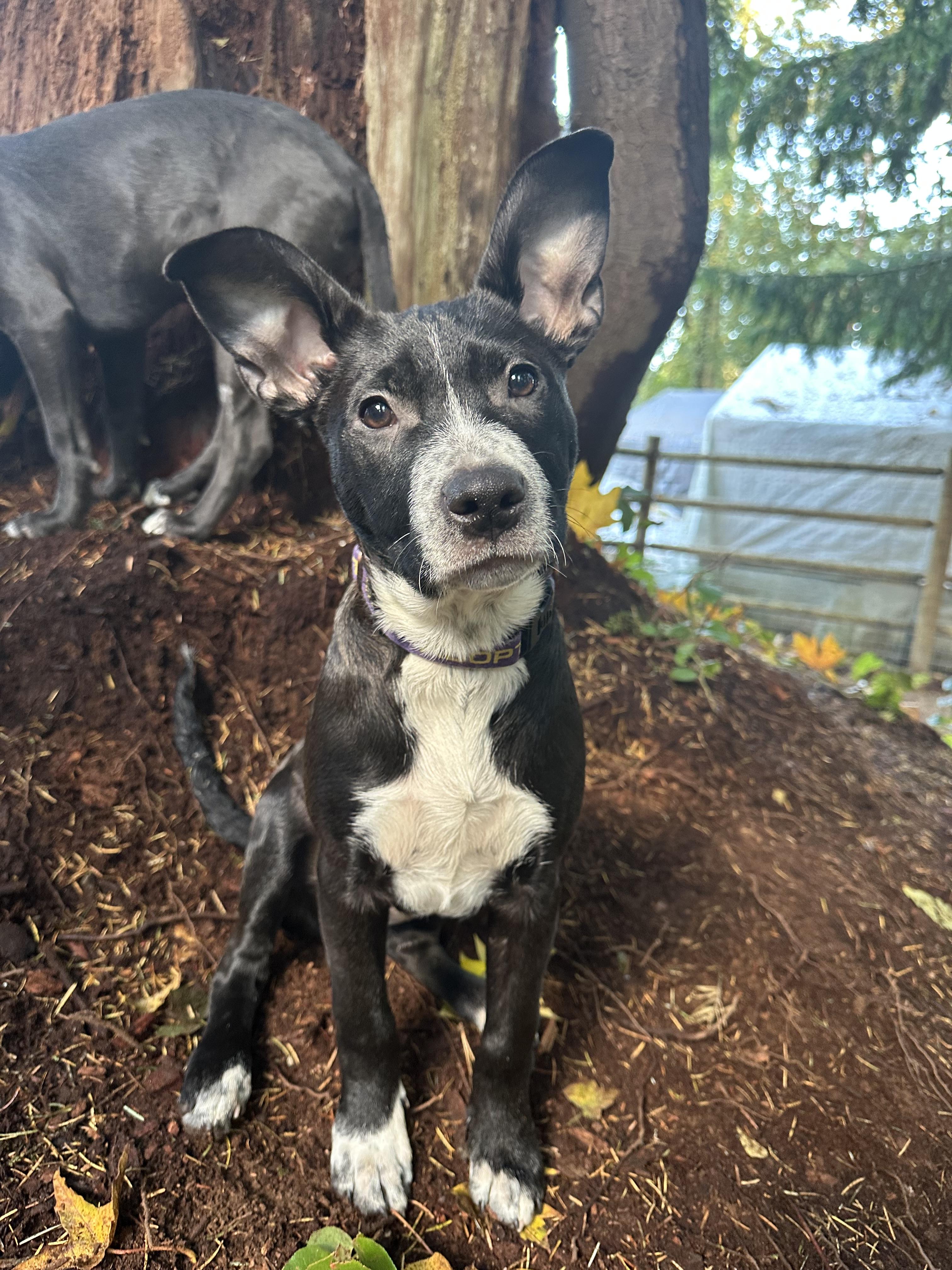 Raven, a Adoptable mixed breed in Sammamish, WA image 1/5