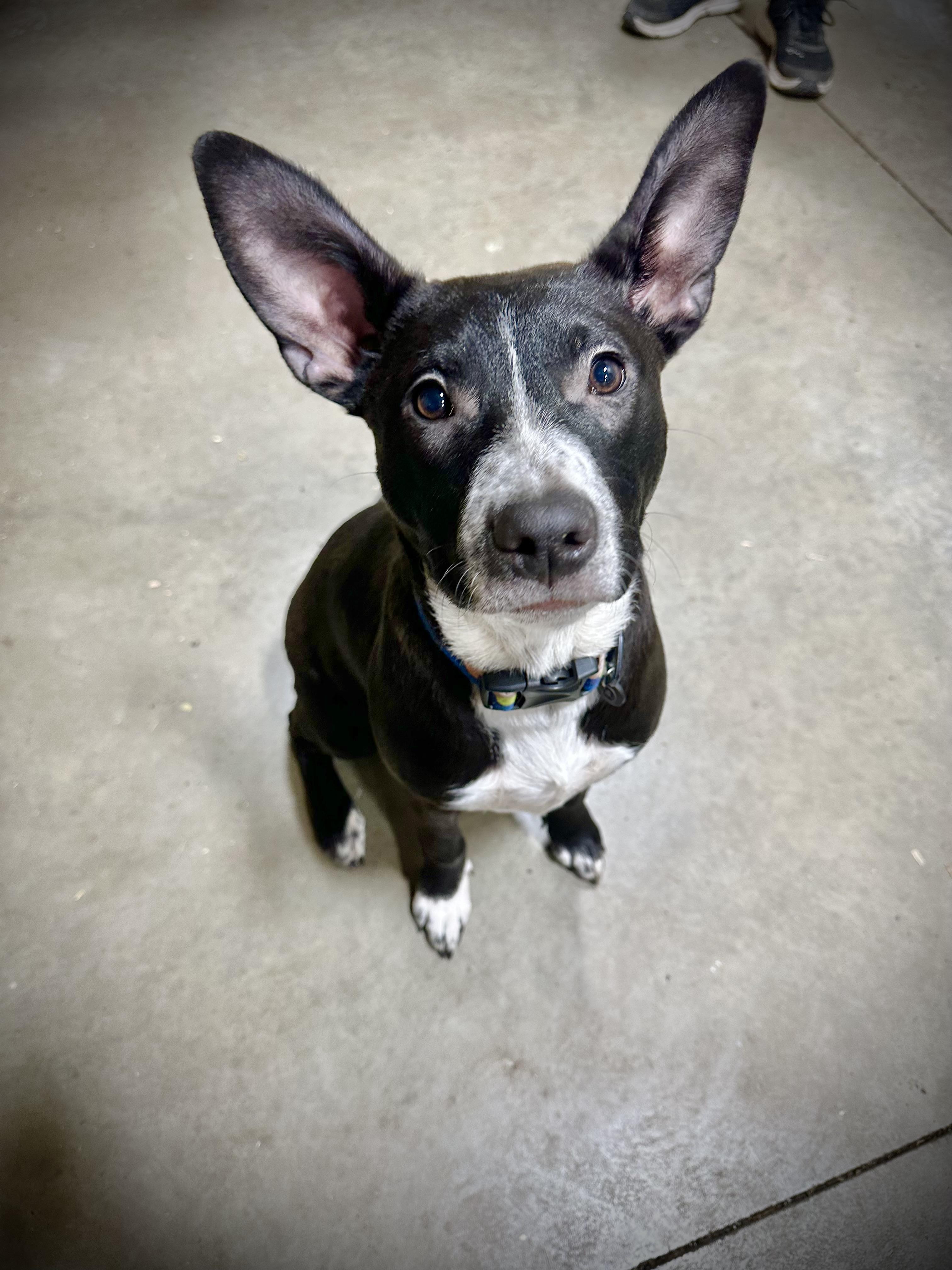 Raven, Adoptable, Young Female Mixed Breed.