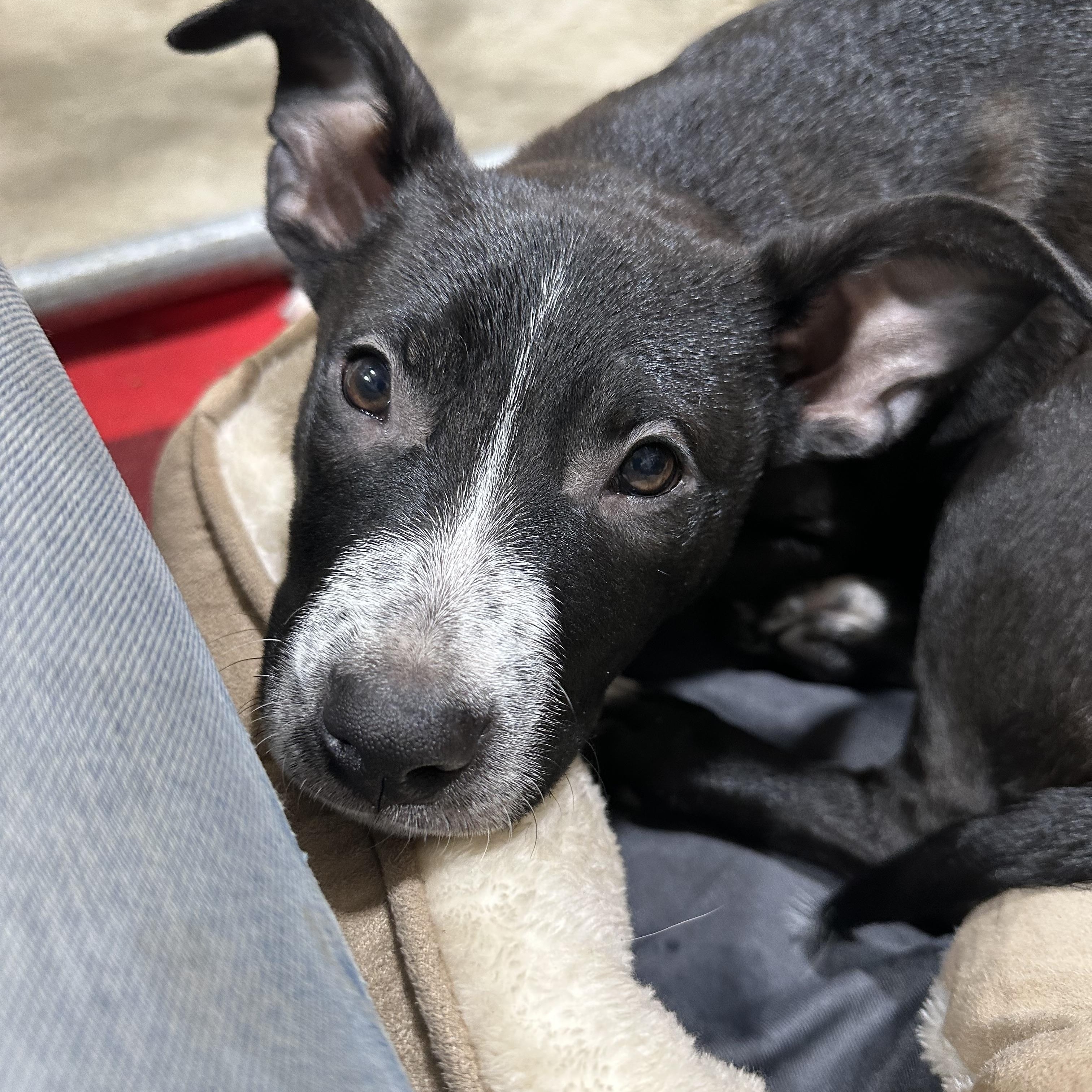 Raven, a Adoptable mixed breed in Sammamish, WA image 4/5
