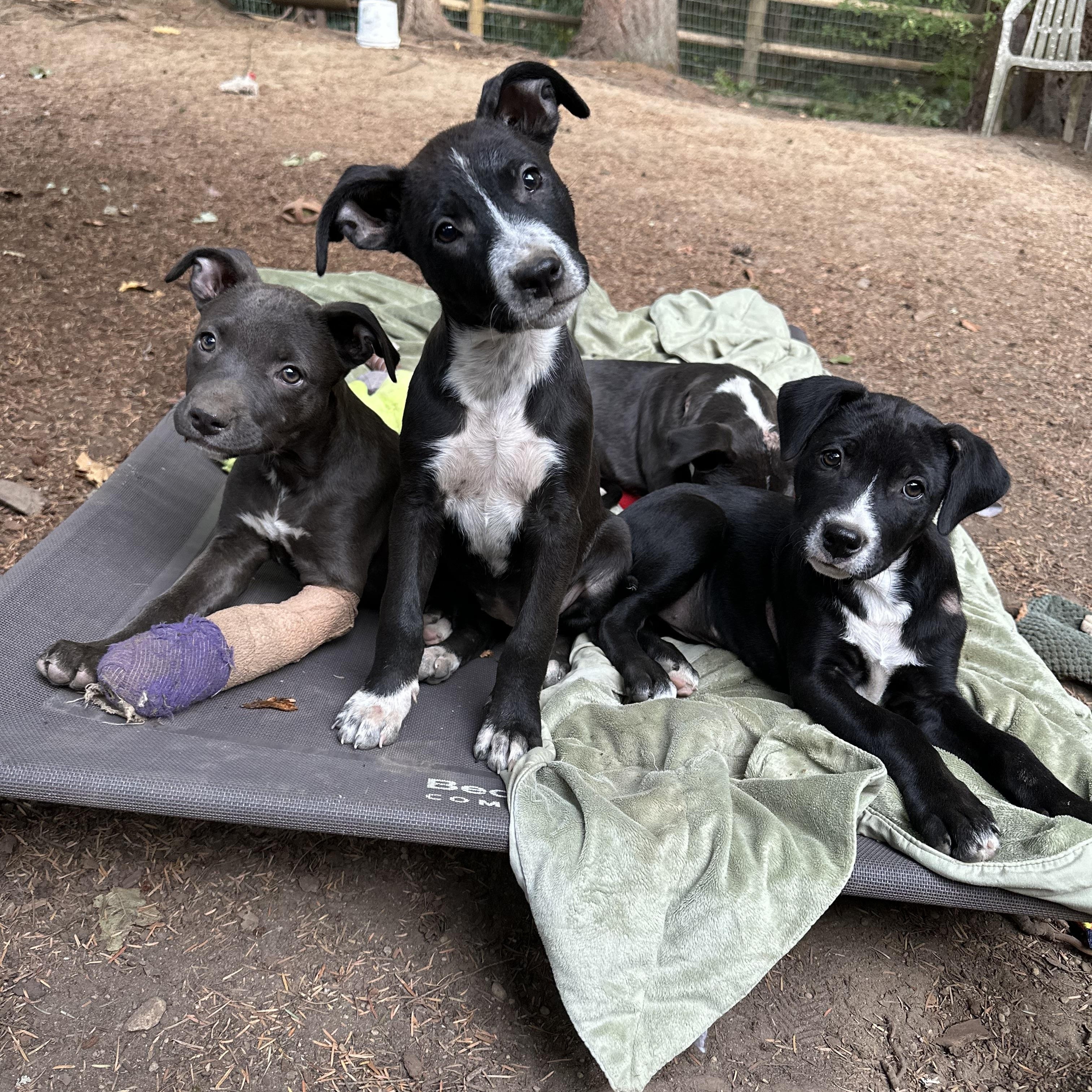 Raven, a Adoptable mixed breed in Sammamish, WA image 5/5