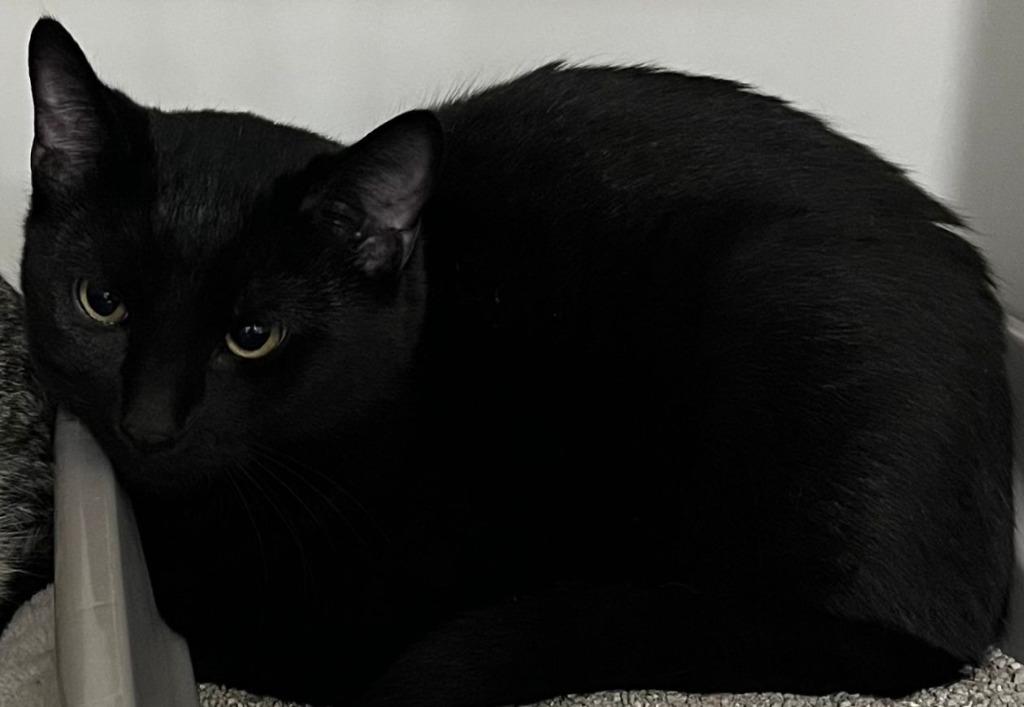 Enlarge Solar, a Adoptable Domestic Short Hair in Webster City, IA image 1/1