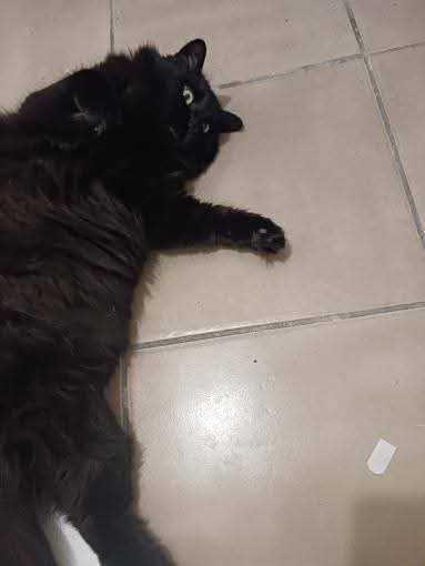 Midnight — thumbnail 2