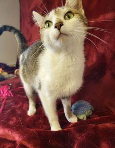 Enlarge Bella, a ADOPTABLE Domestic Short Hair in Bucyrus, OH image 3/3