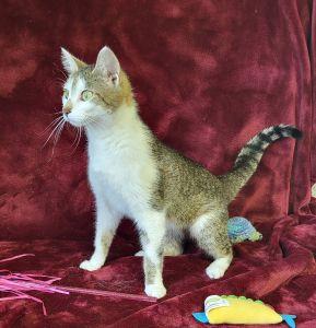Enlarge Bella, a ADOPTABLE Domestic Short Hair in Bucyrus, OH image 2/3