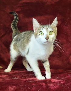 Enlarge Bella, a ADOPTABLE Domestic Short Hair in Bucyrus, OH image 1/3