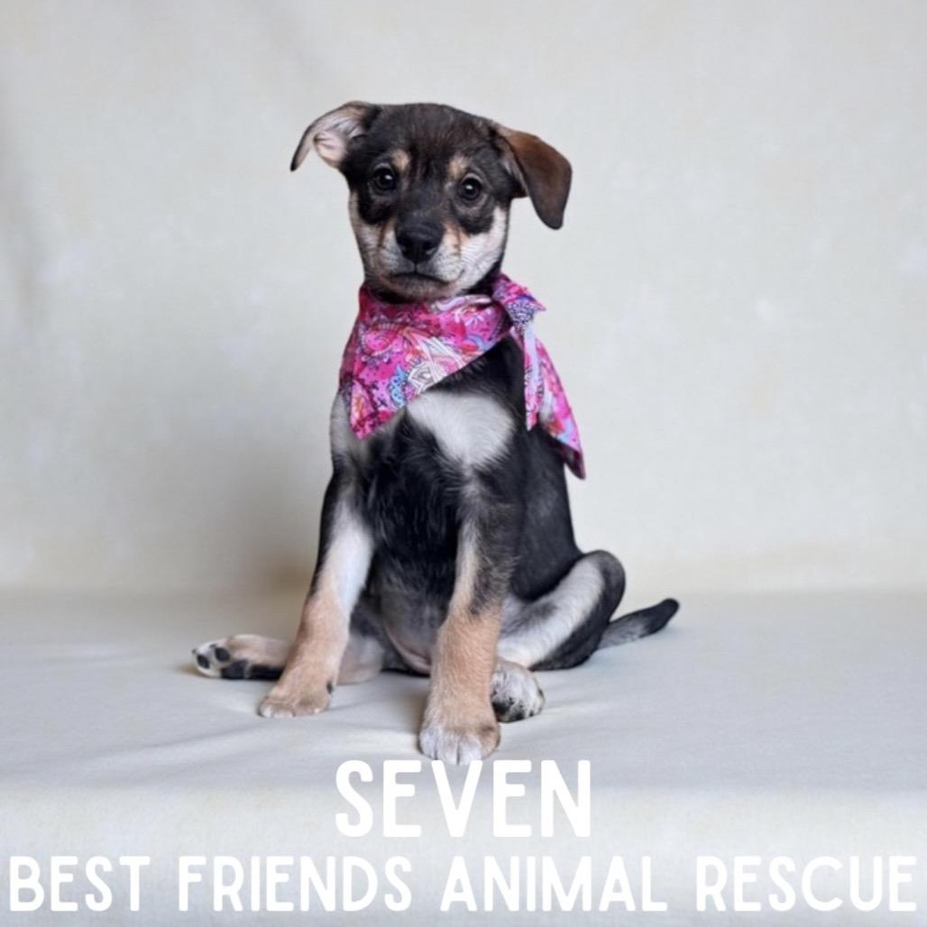 Enlarge Seven, a Adoptable Husky in Wasilla, AK image 1/2