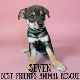 Enlarge Seven, a Adoptable Husky in Wasilla, AK image 2/2