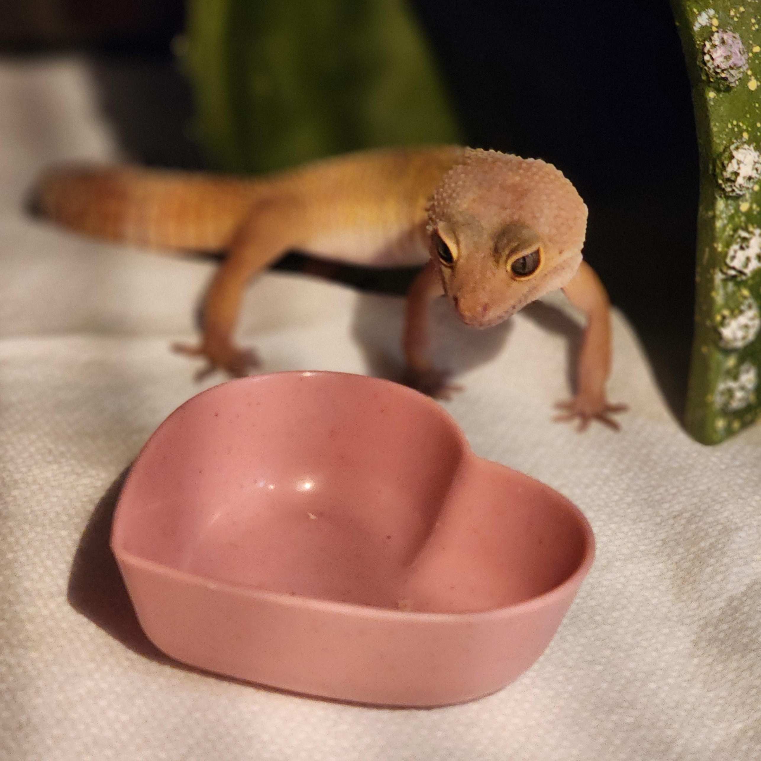 Amelia, Adoptable, Adult Female Gecko.