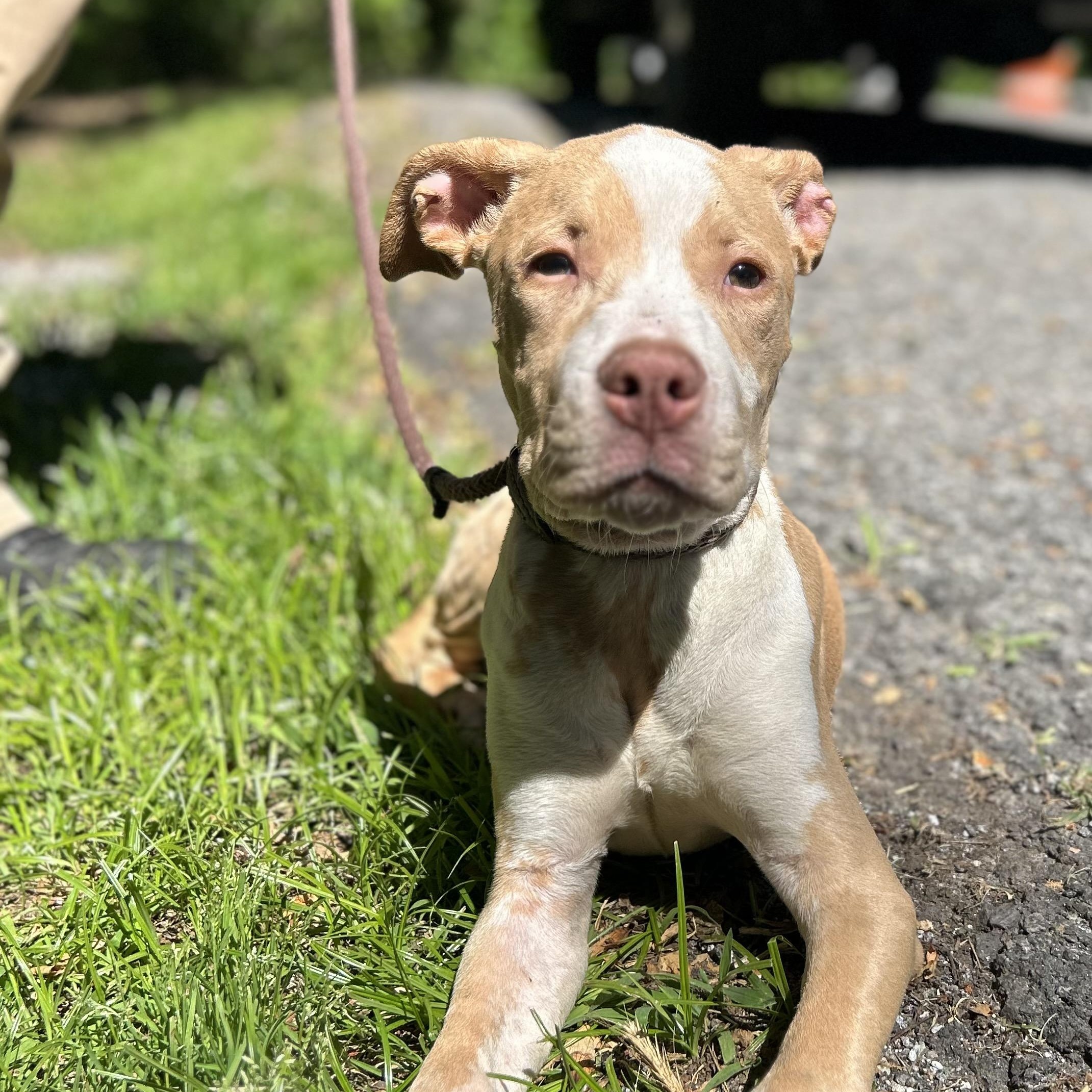 Wilson, an adopted mixed breed in Cedarburg, WI image 2/5
