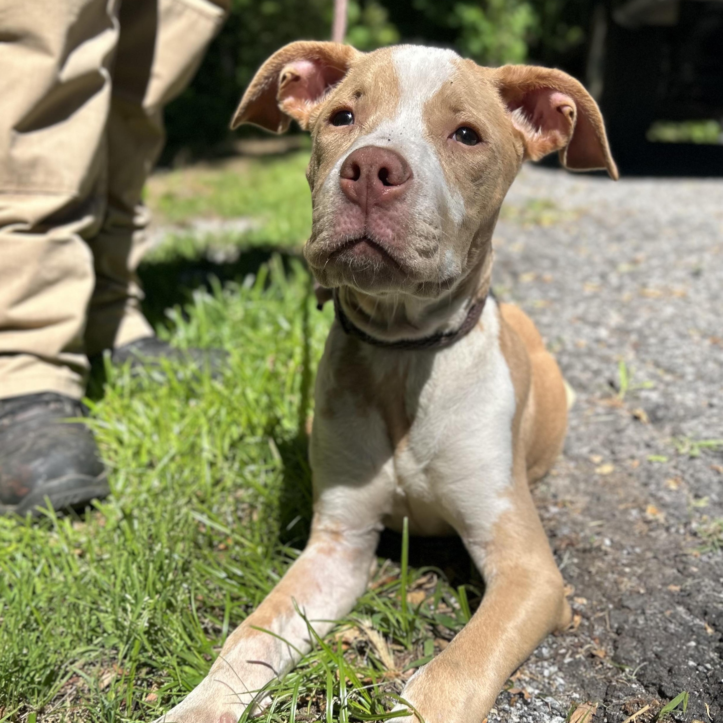 Wilson, an adopted mixed breed in Cedarburg, WI image 5/5