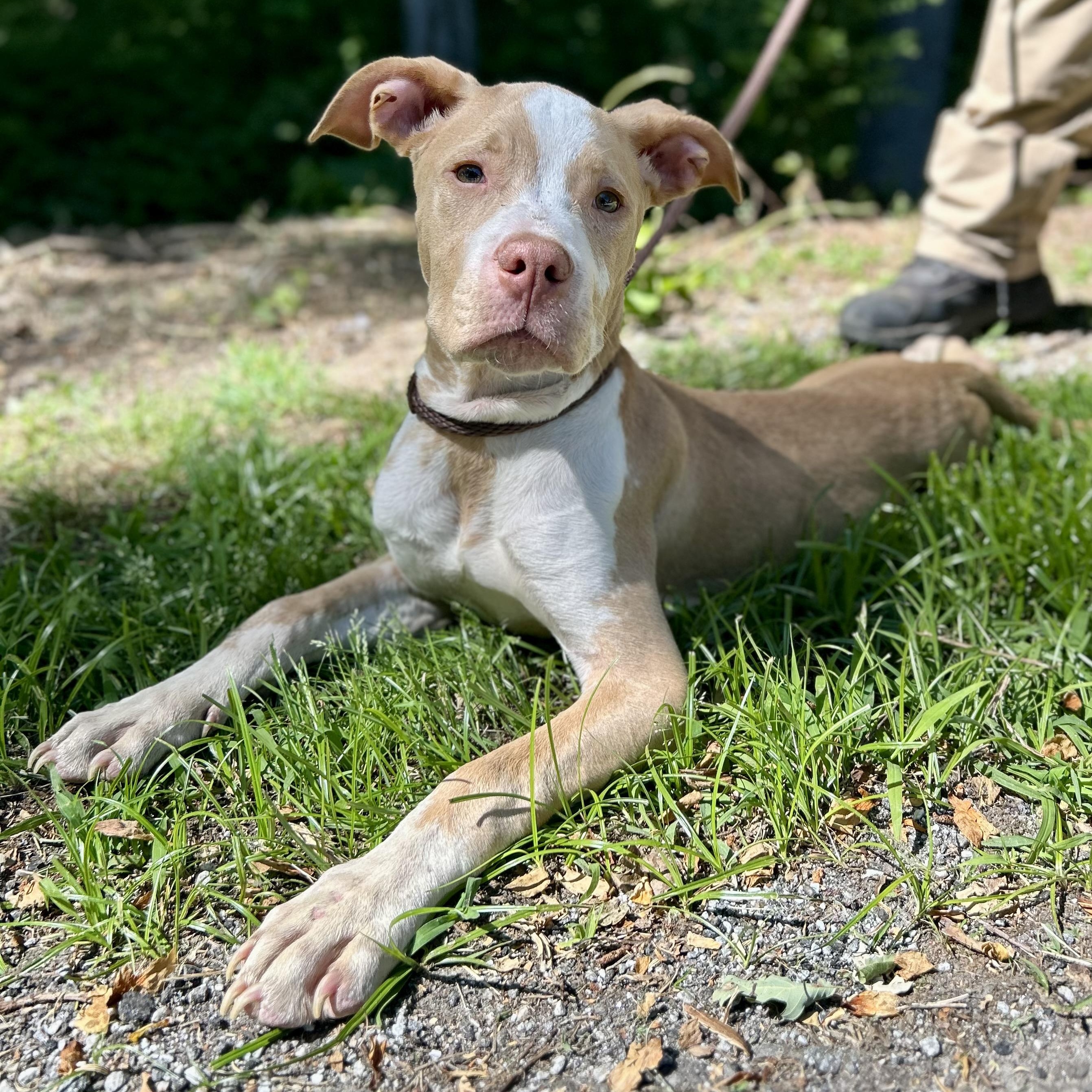 Wilson, an adopted mixed breed in Cedarburg, WI image 4/5