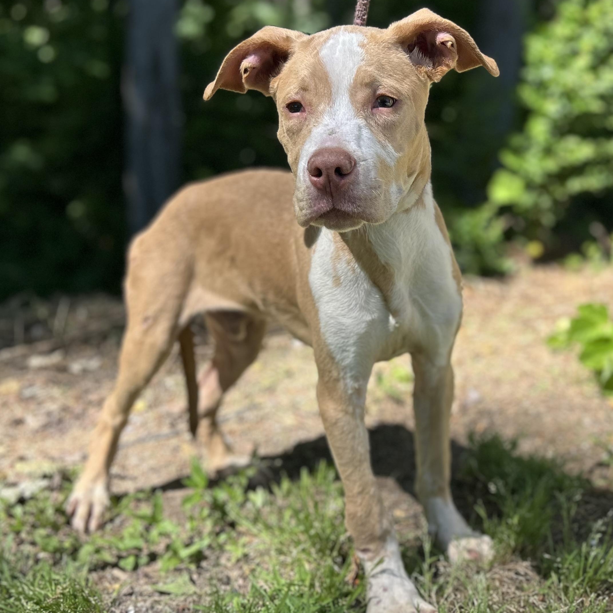 Wilson, adopted, Puppy Male Pit Bull Terrier & Labrador Retriever.