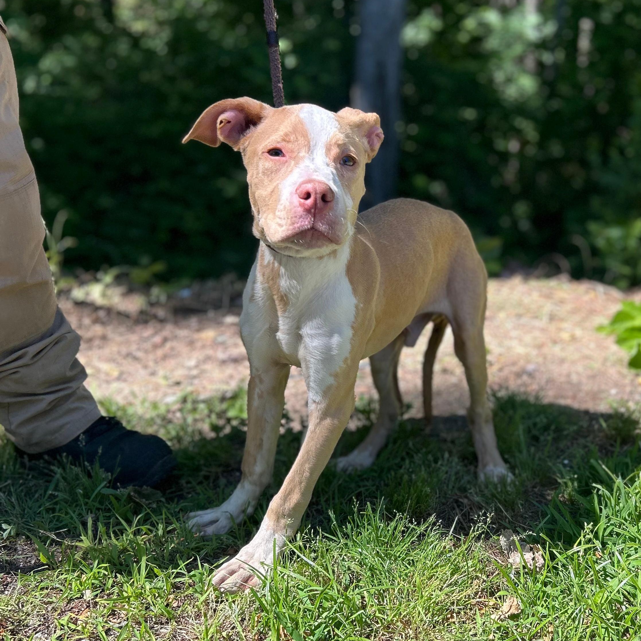 Wilson, an adopted mixed breed in Cedarburg, WI image 3/5