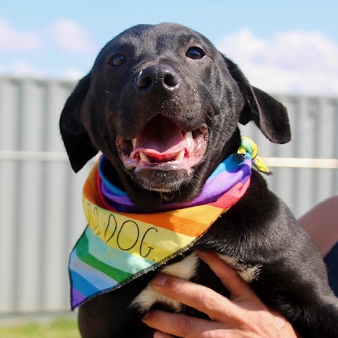 Alecia, a Adoptable Labrador Retriever in Manchester, CT image 2/4