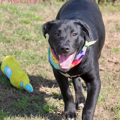Alecia, Adoptable, Adult Female Labrador Retriever.
