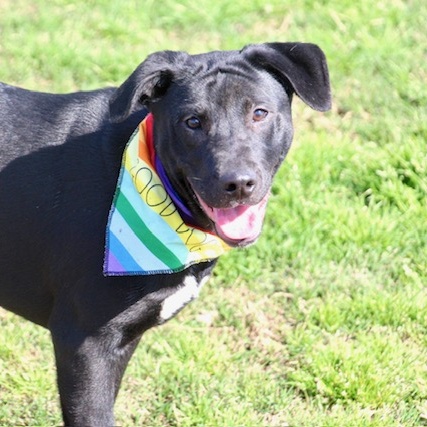 Alecia, a Adoptable Labrador Retriever in Manchester, CT image 3/4