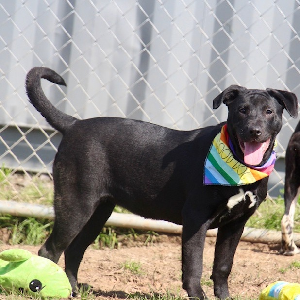 Alecia, a Adoptable Labrador Retriever in Manchester, CT image 4/4