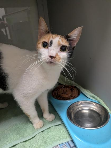 Halzey, Adoptable, Adult Female Domestic Short Hair & Domestic Short Hair.