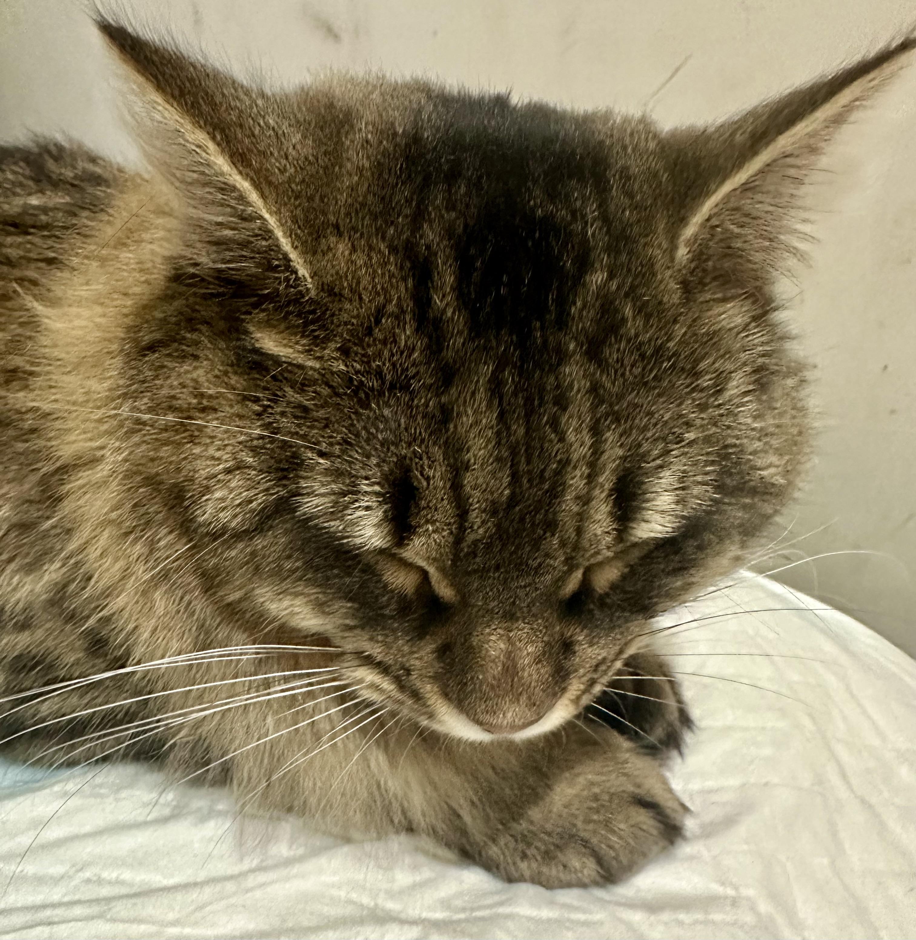 Enlarge Summit, a ADOPTABLE Domestic Medium Hair in Fayetteville, NC image 2/6