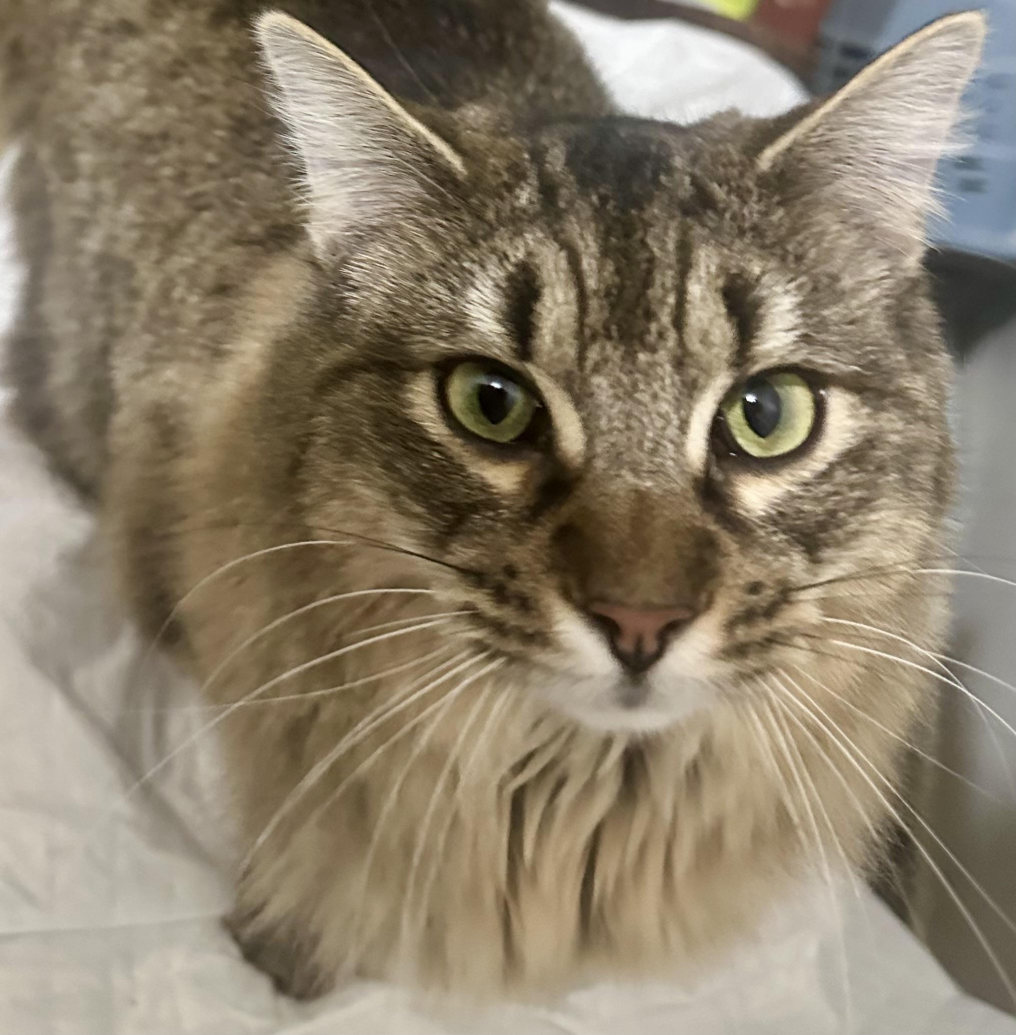 Enlarge Summit, a ADOPTABLE Domestic Medium Hair in Fayetteville, NC image 5/6