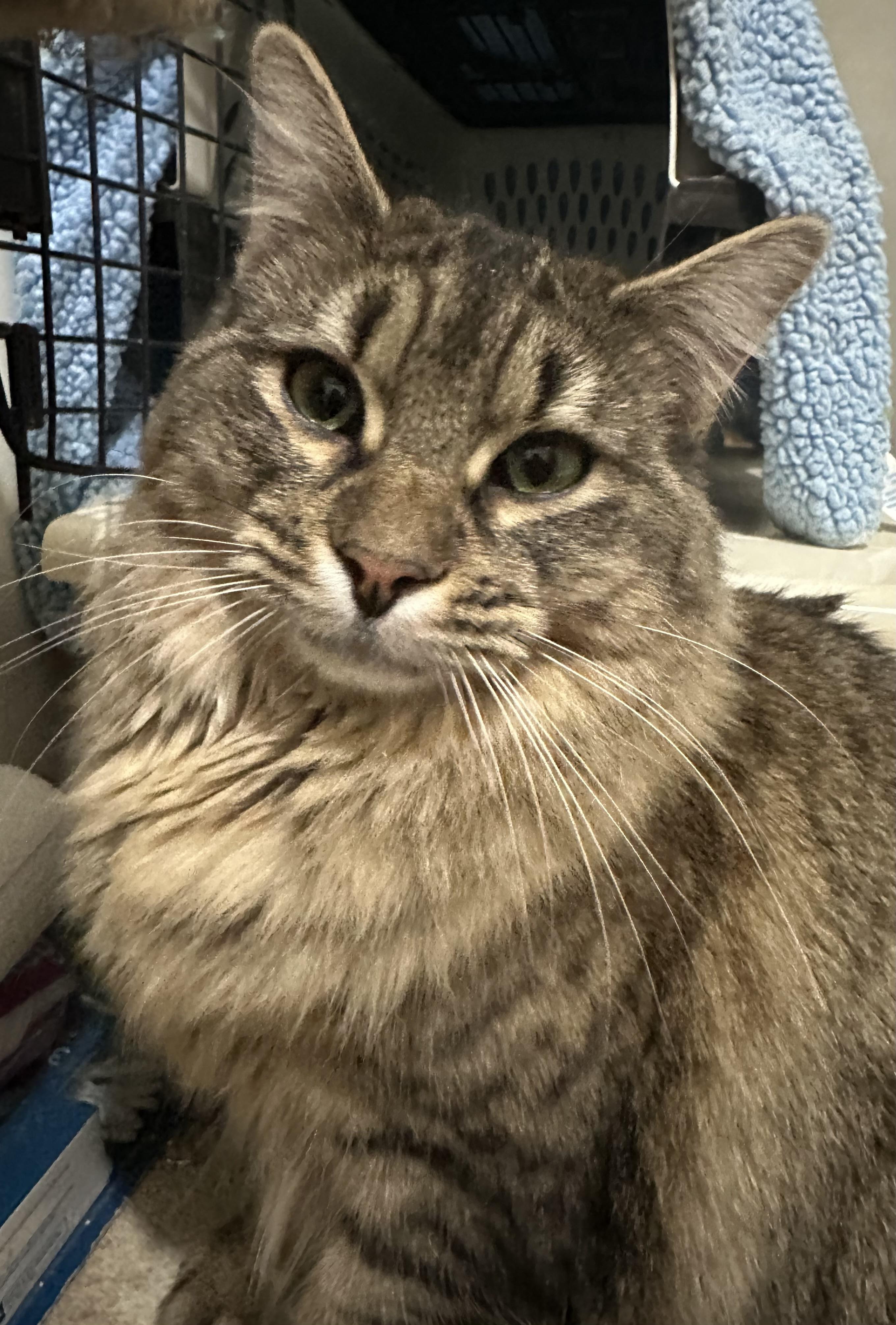 Enlarge Summit, a ADOPTABLE Domestic Medium Hair in Fayetteville, NC image 6/6