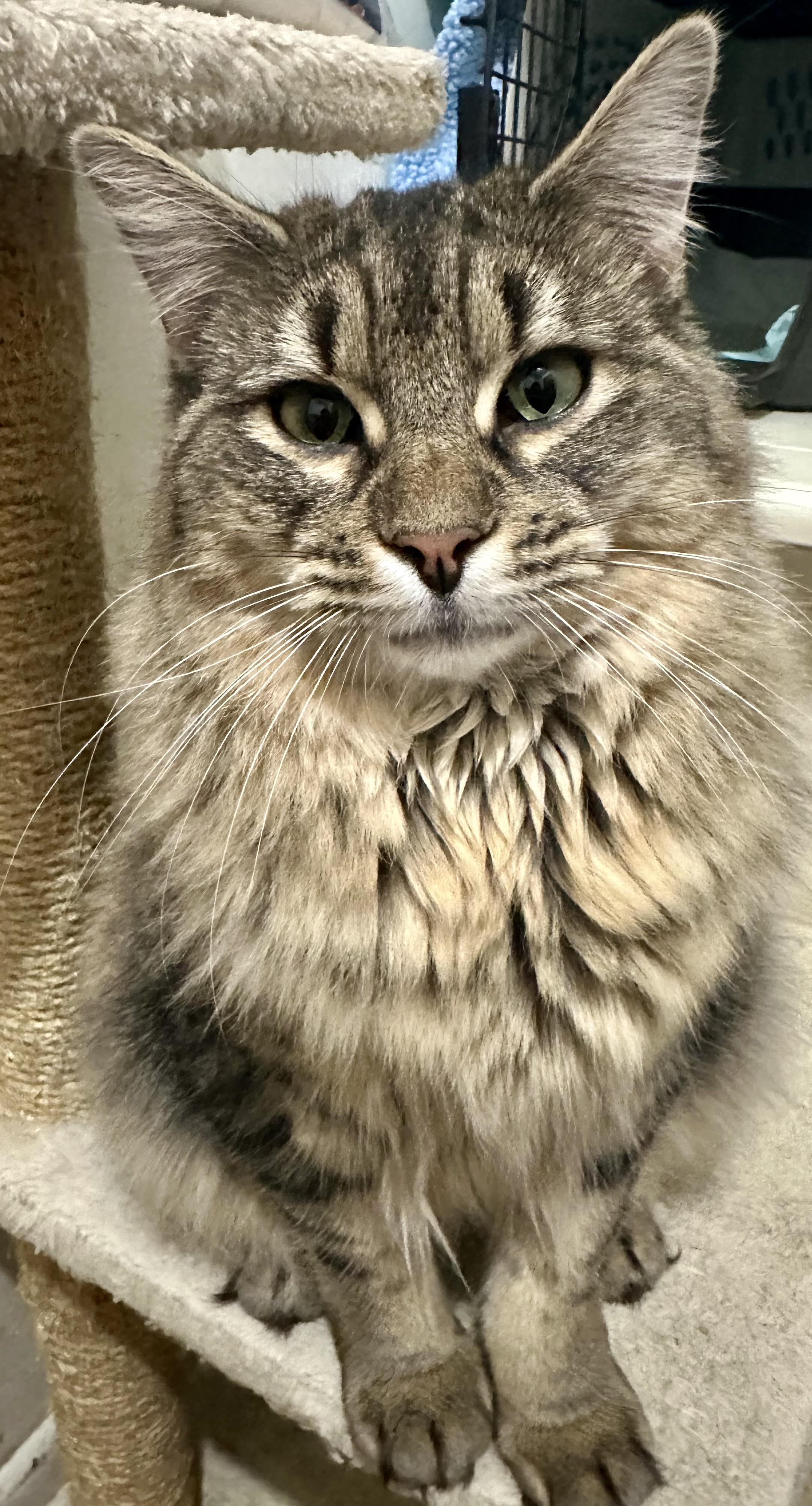 Enlarge Summit, a ADOPTABLE Domestic Medium Hair in Fayetteville, NC image 1/6