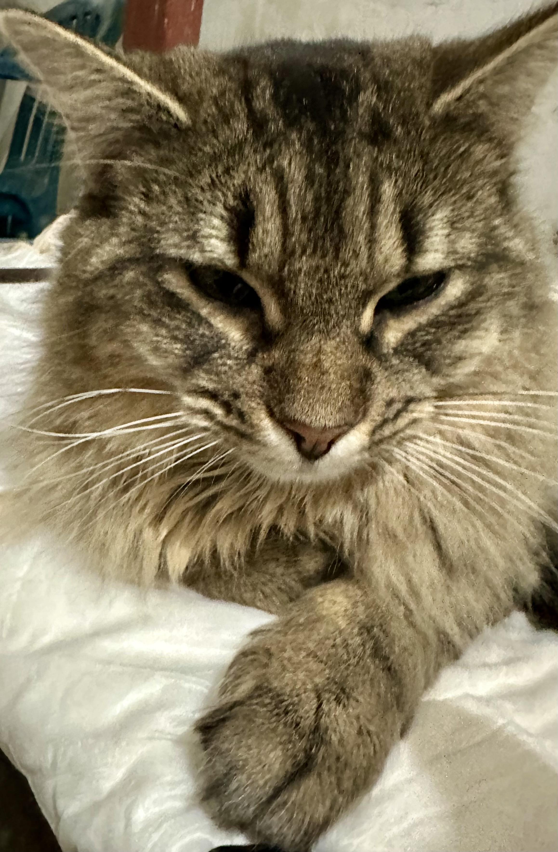 Enlarge Summit, a ADOPTABLE Domestic Medium Hair in Fayetteville, NC image 4/6