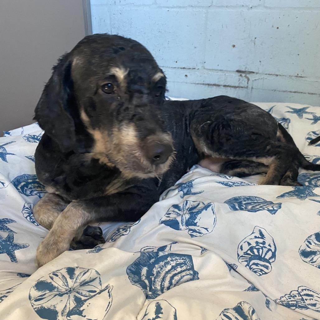 Whoopsie Daisy thumbnail 4