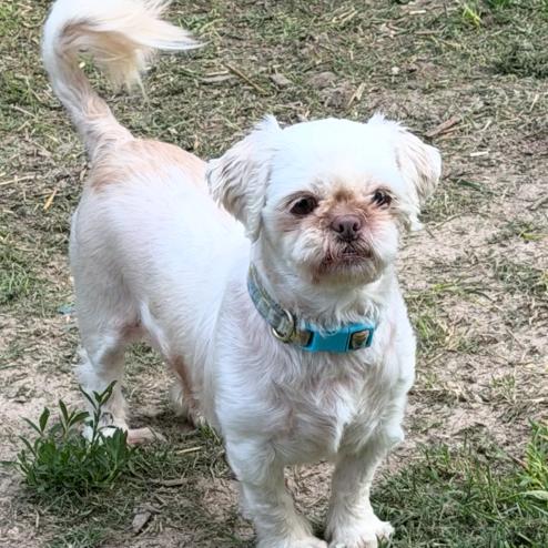 Enlarge Lillian, a ADOPTABLE Shih Tzu in Columbia, MO image 2/3