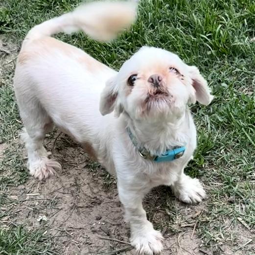 Enlarge Lillian, a ADOPTABLE Shih Tzu in Columbia, MO image 3/3