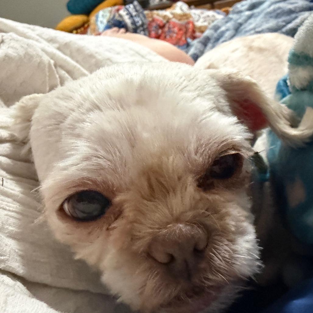 Enlarge Lillian, a ADOPTABLE Shih Tzu in Columbia, MO image 1/3