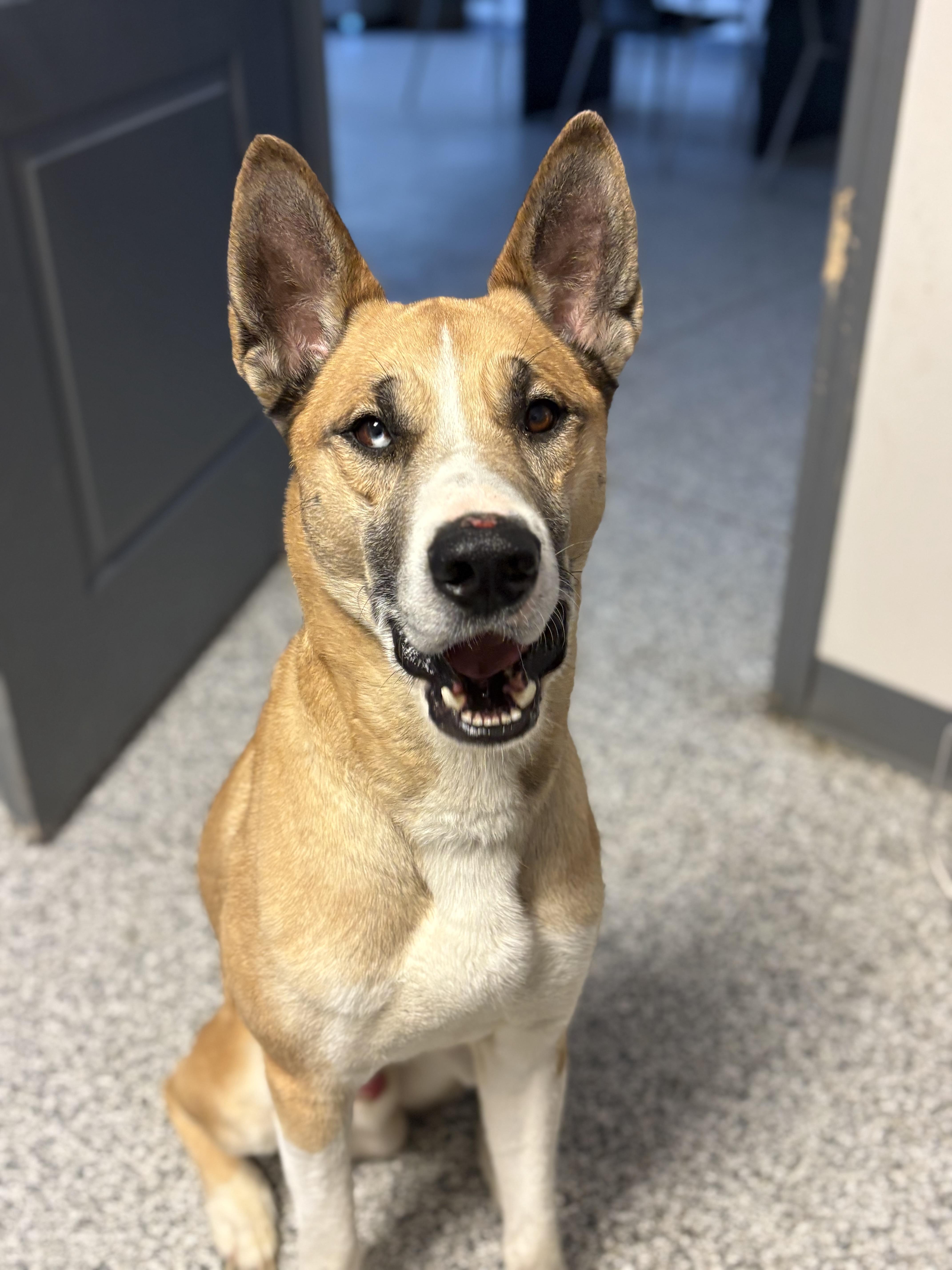 Enlarge Wiley, a ADOPTABLE Mixed Breed in Blue Springs, MO image 3/3