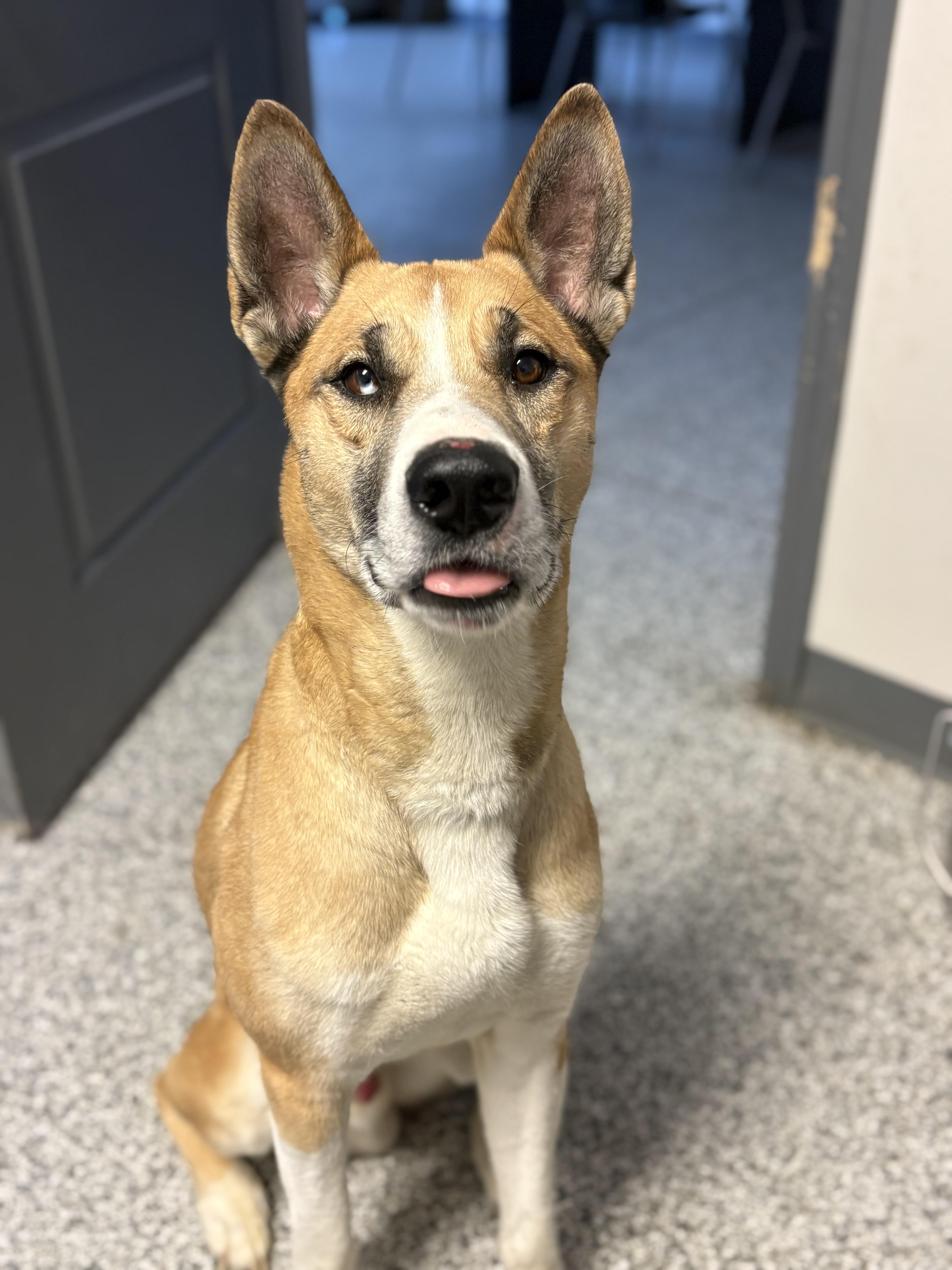 Wiley, ADOPTABLE, Adult Male Mixed Breed.