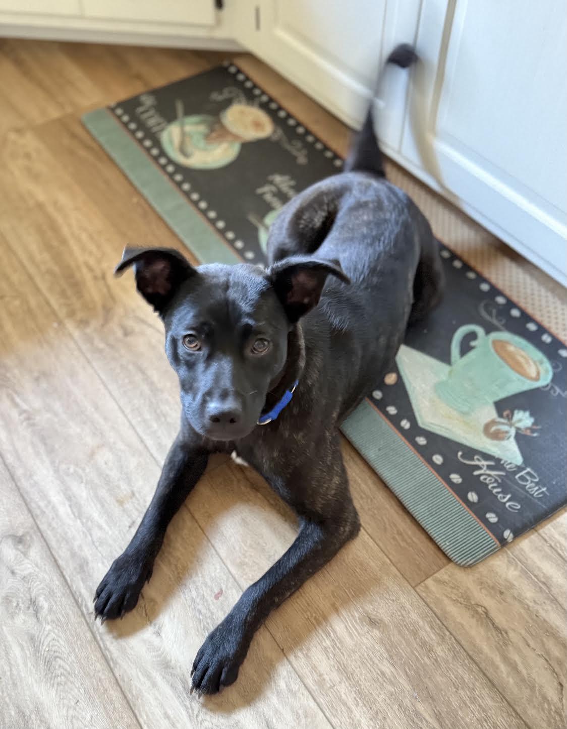 Brindie Labrador Retriever Dog