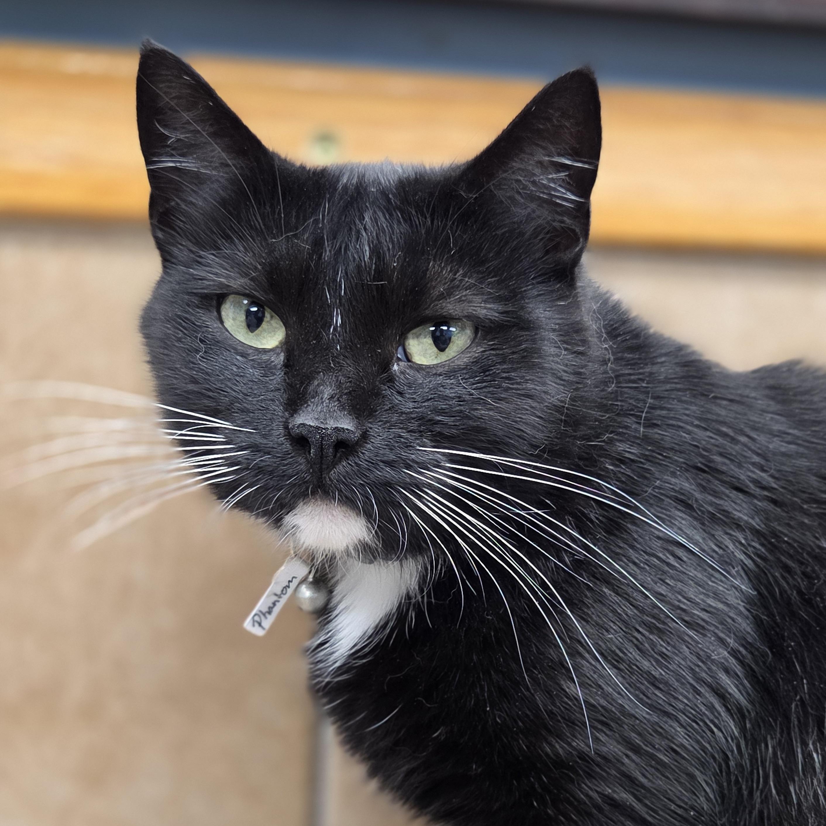 Phantom, Adoptable, Adult Female Domestic Short Hair.