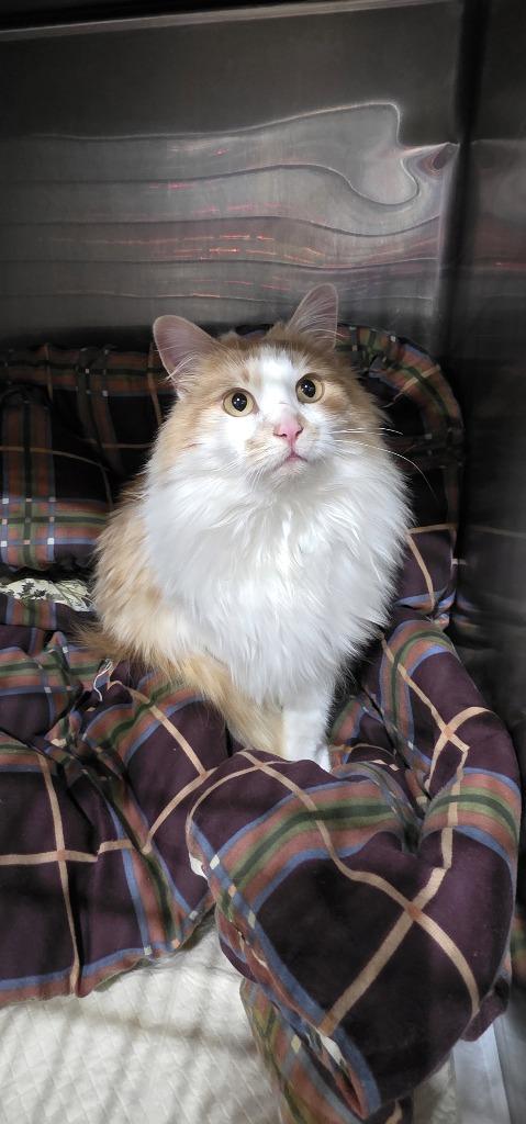 Enlarge River, a Adopted mixed breed in Minot, ND image 1/3