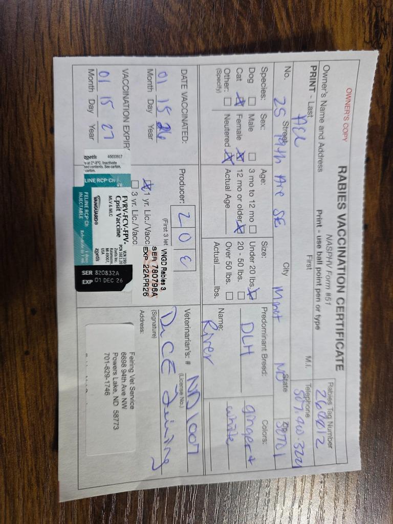 Enlarge River, a Adopted mixed breed in Minot, ND image 2/3