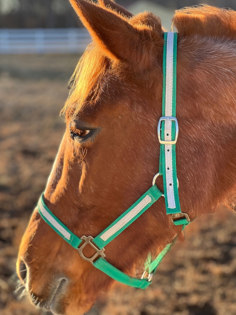 Classic Cookie, a Adopted Standardbred in Wall, NJ image 2/6
