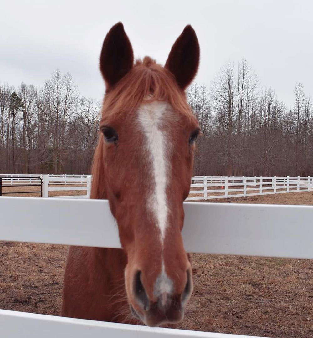 Classic Cookie, a Adopted Standardbred in Wall, NJ image 1/6