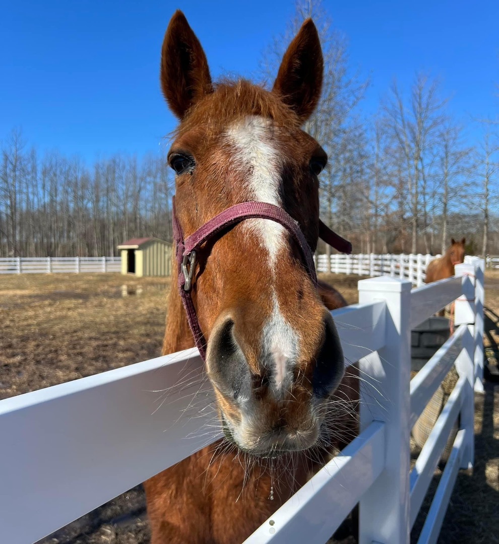 Classic Cookie, a Adopted Standardbred in Wall, NJ image 3/6