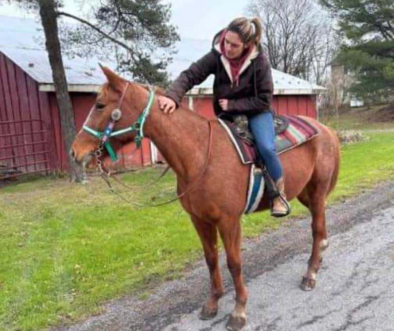 Classic Cookie, a Adopted Standardbred in Wall, NJ image 4/6