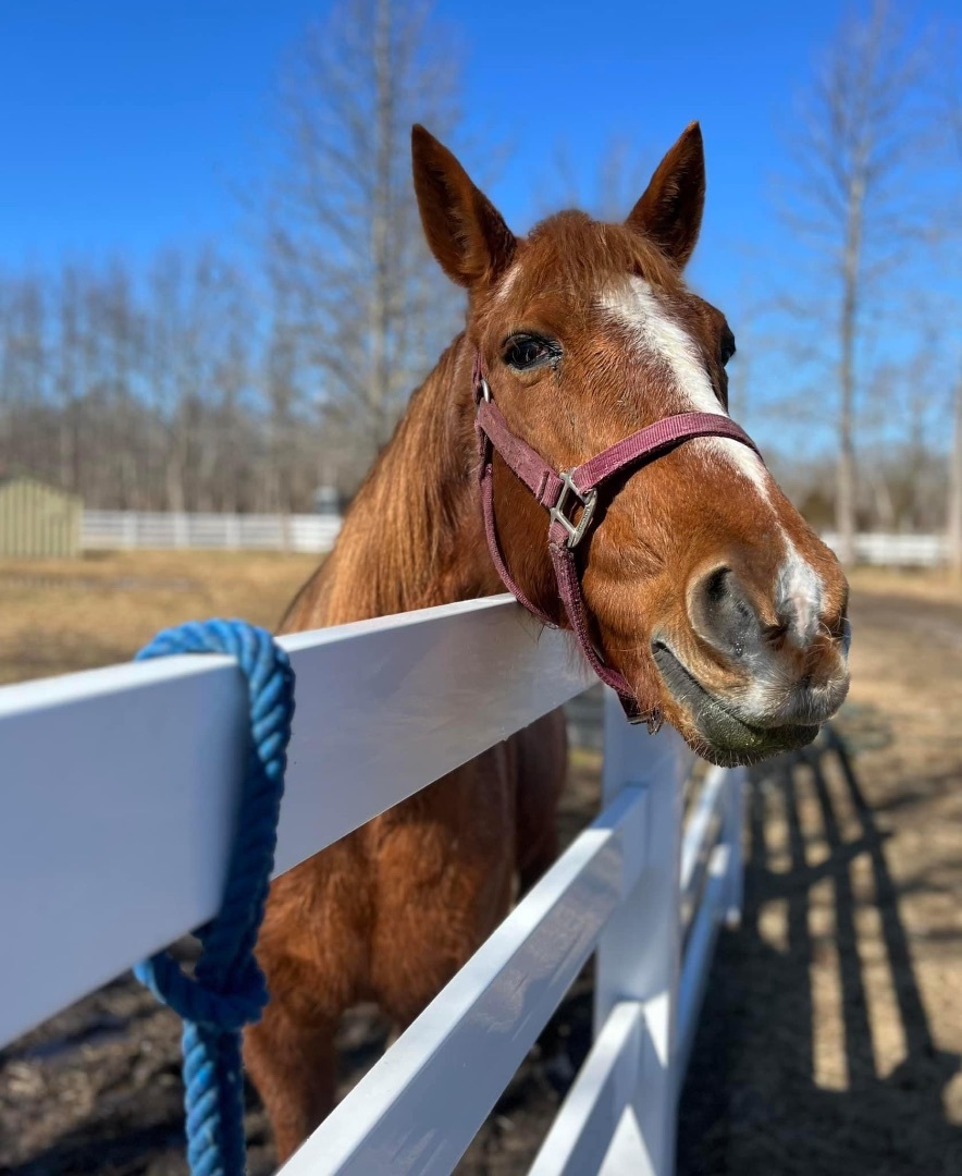 Classic Cookie, a Adopted Standardbred in Wall, NJ image 6/6