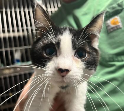 Marlin — thumbnail 2