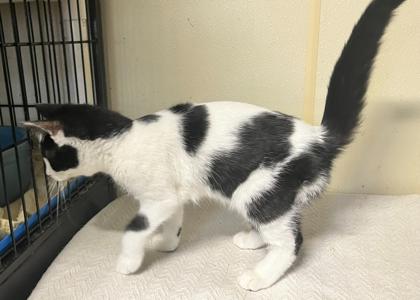 Marlin — thumbnail 3