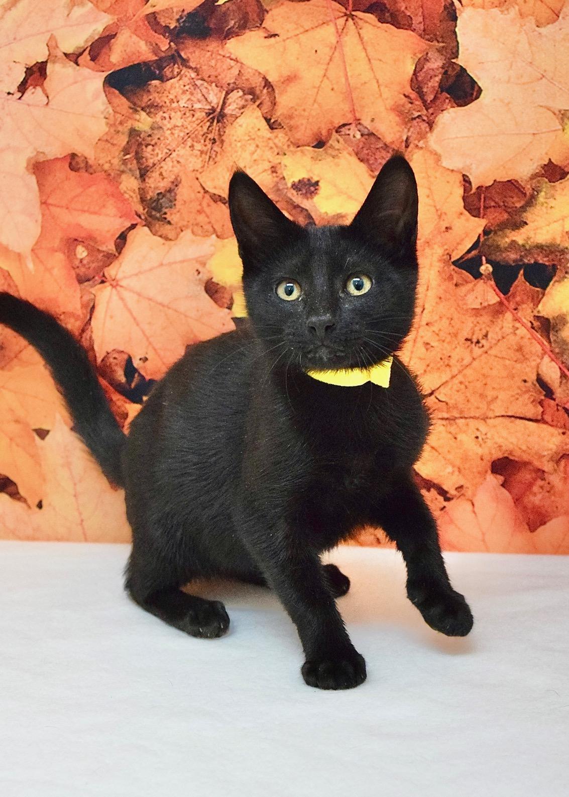Enlarge Magnolia, a Adoptable Domestic Short Hair in Dublin, CA image 3/3